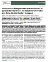 SunUp and Sunset genomes revealed impact of particle bombardment mediated transformation and domestication history in papaya